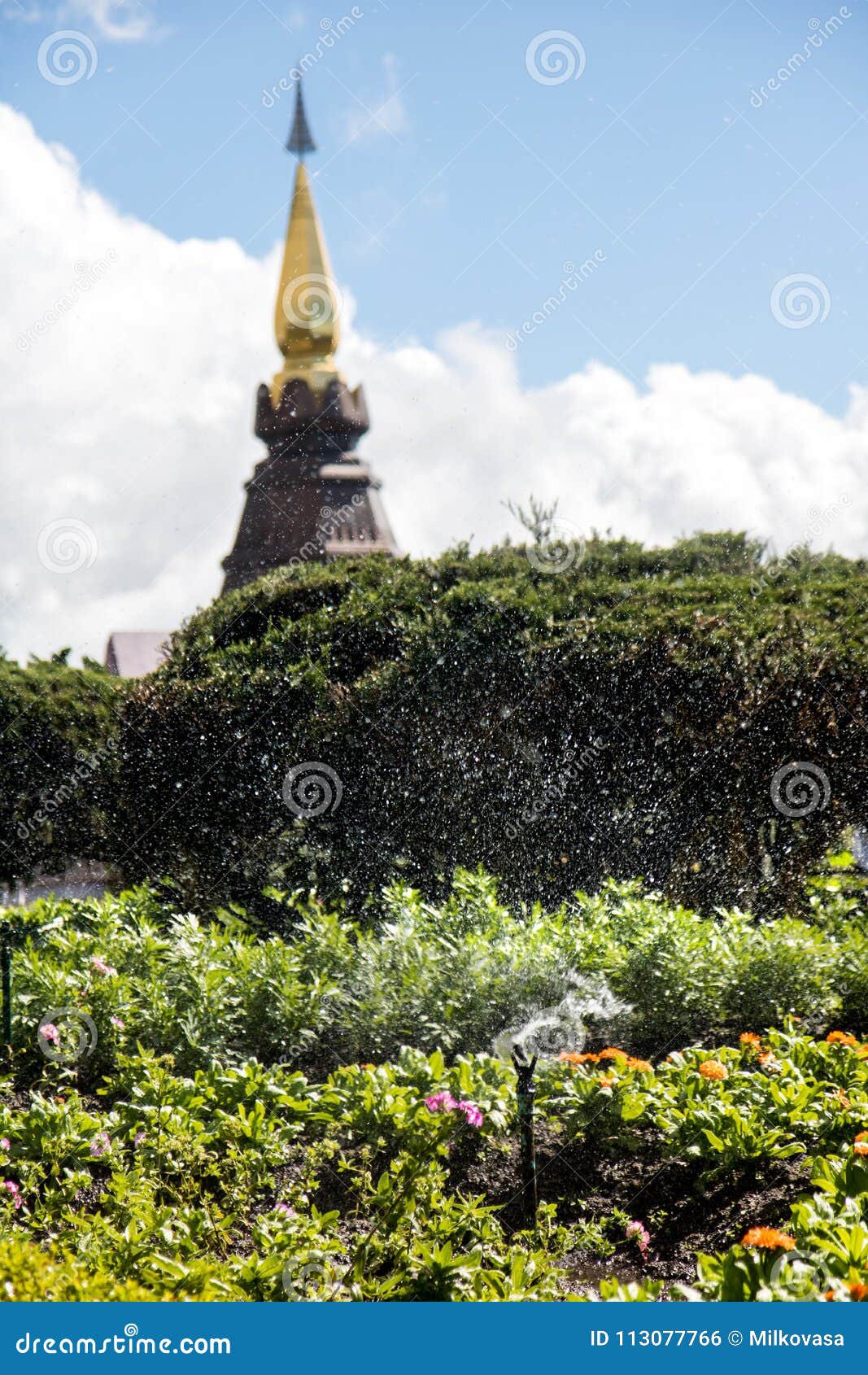 Rociado con agua en el jardín en el chedi cerca de la cumbre del soporte Doi Inthanon, provincia de Chiang Mai, Tailandia