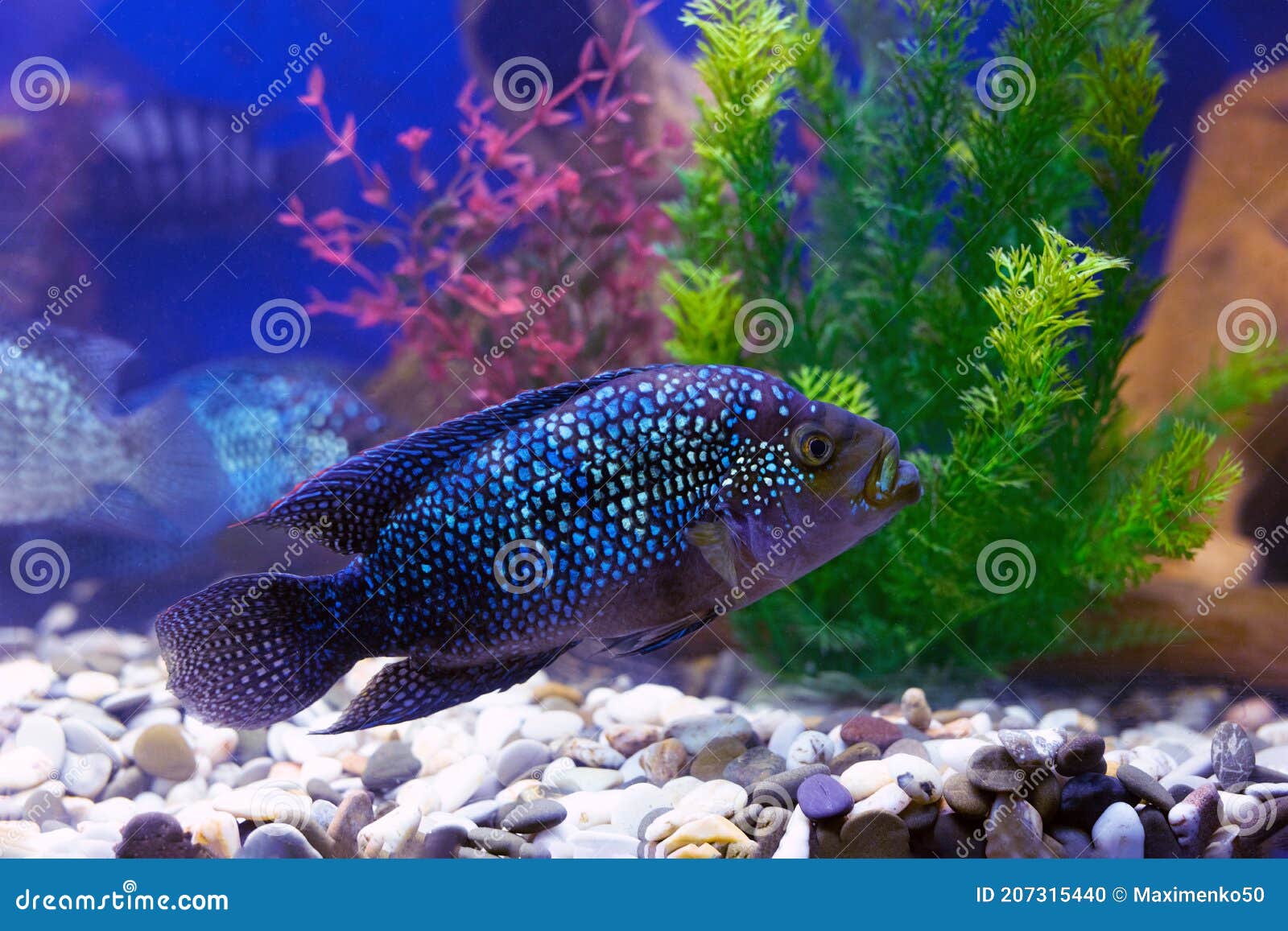 rocio octofasciata fish or cichlasoma bee on blue water background with aquarium pets