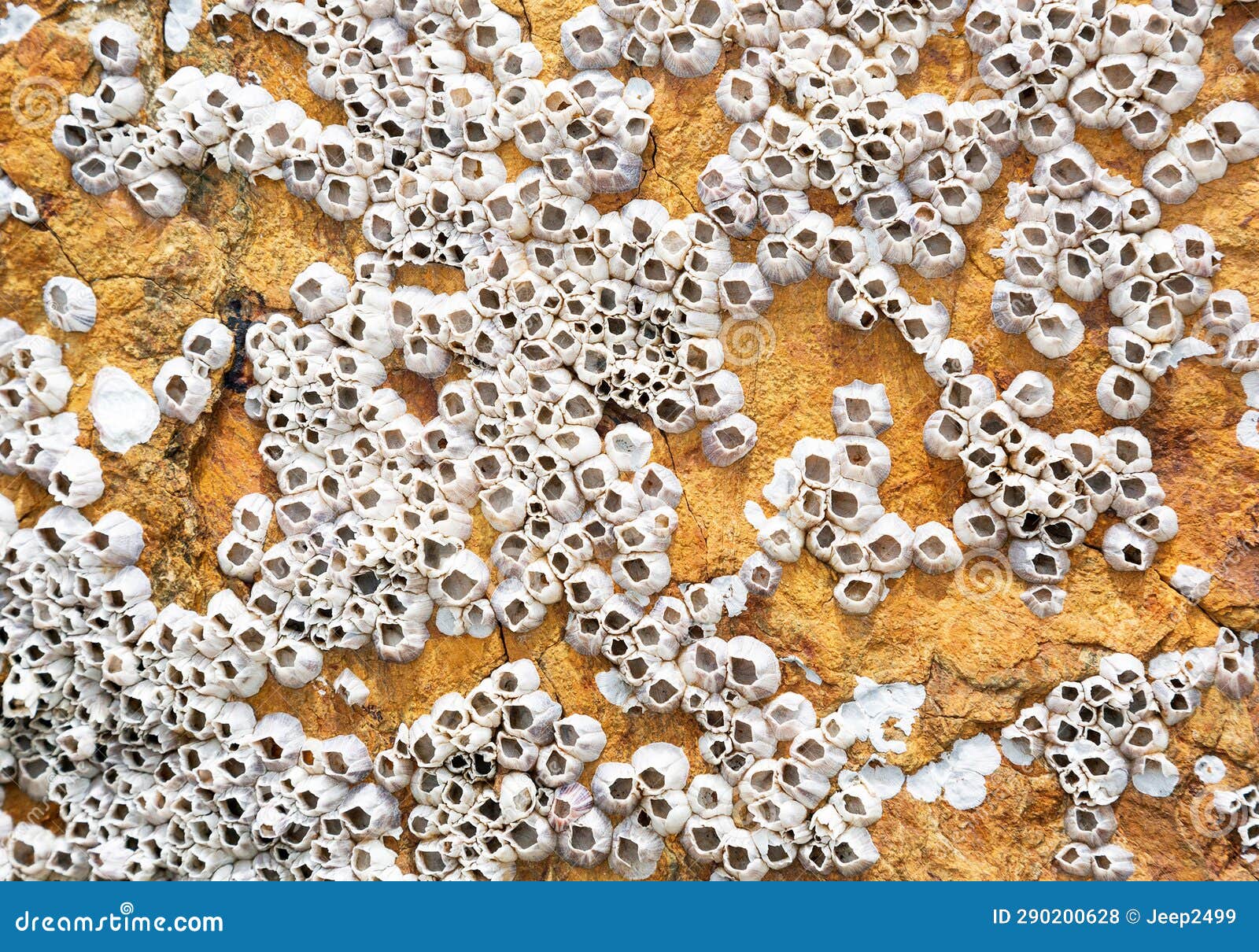 Rock Barnacle on the rock. stock photo. Image of brown Biology Diagrams