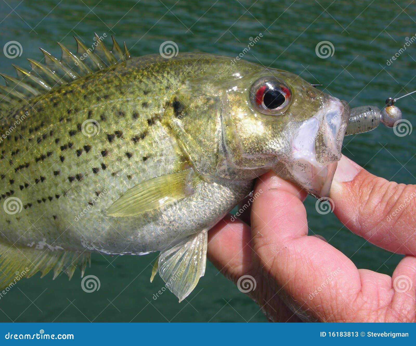 Rock bass stock image. Image of plastic, sunfish, ozarks 16183813