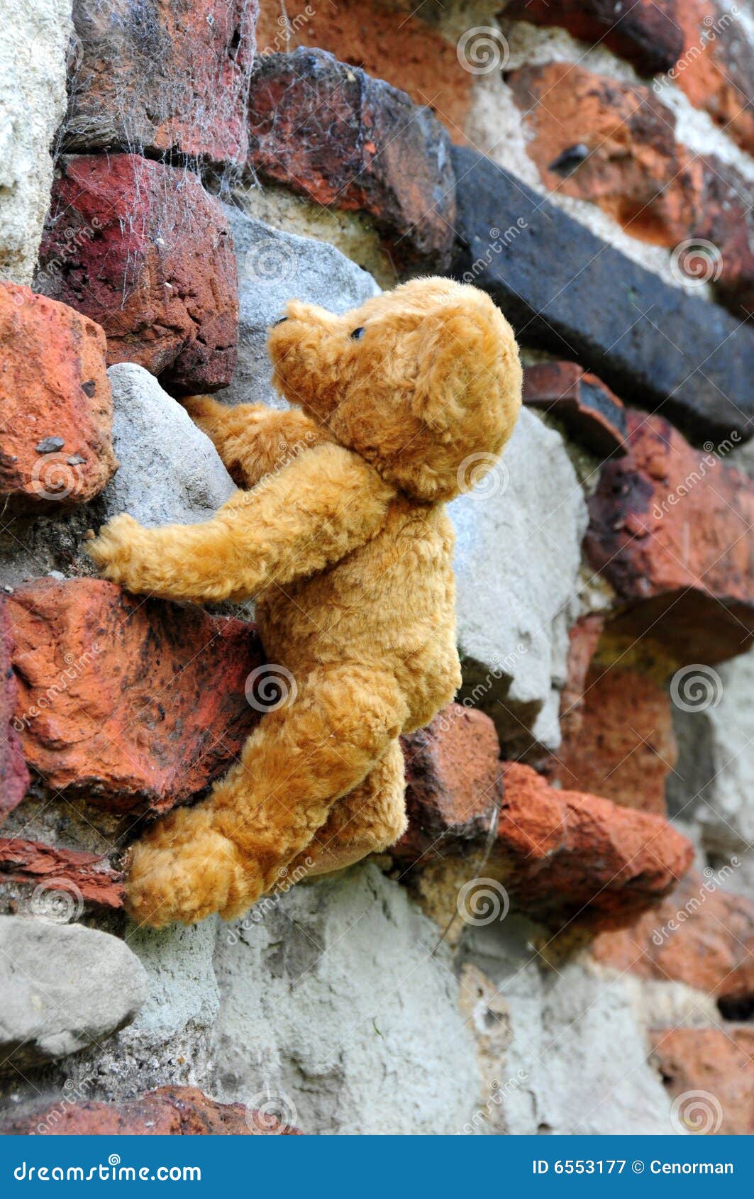 Rock climbing bear stock image. Image of danger, teddy 6553177