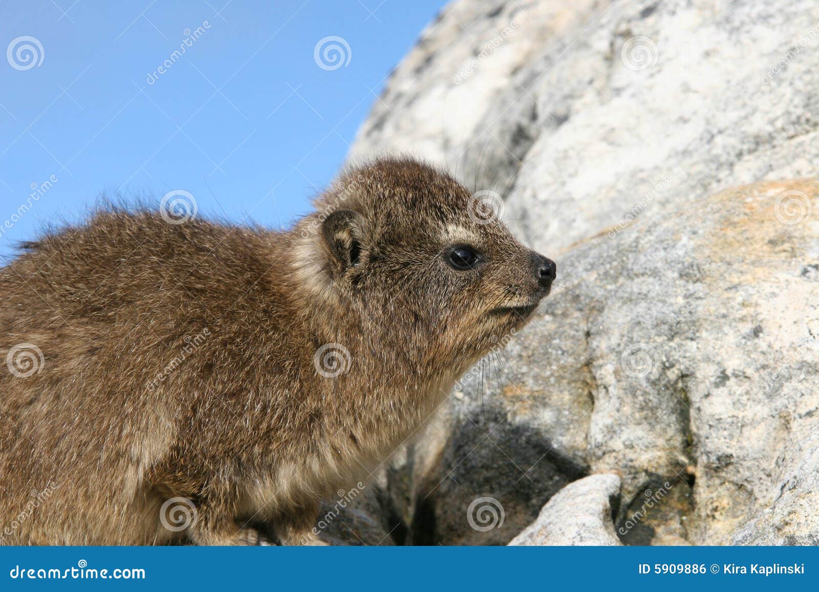 rock dassie (hyrax)