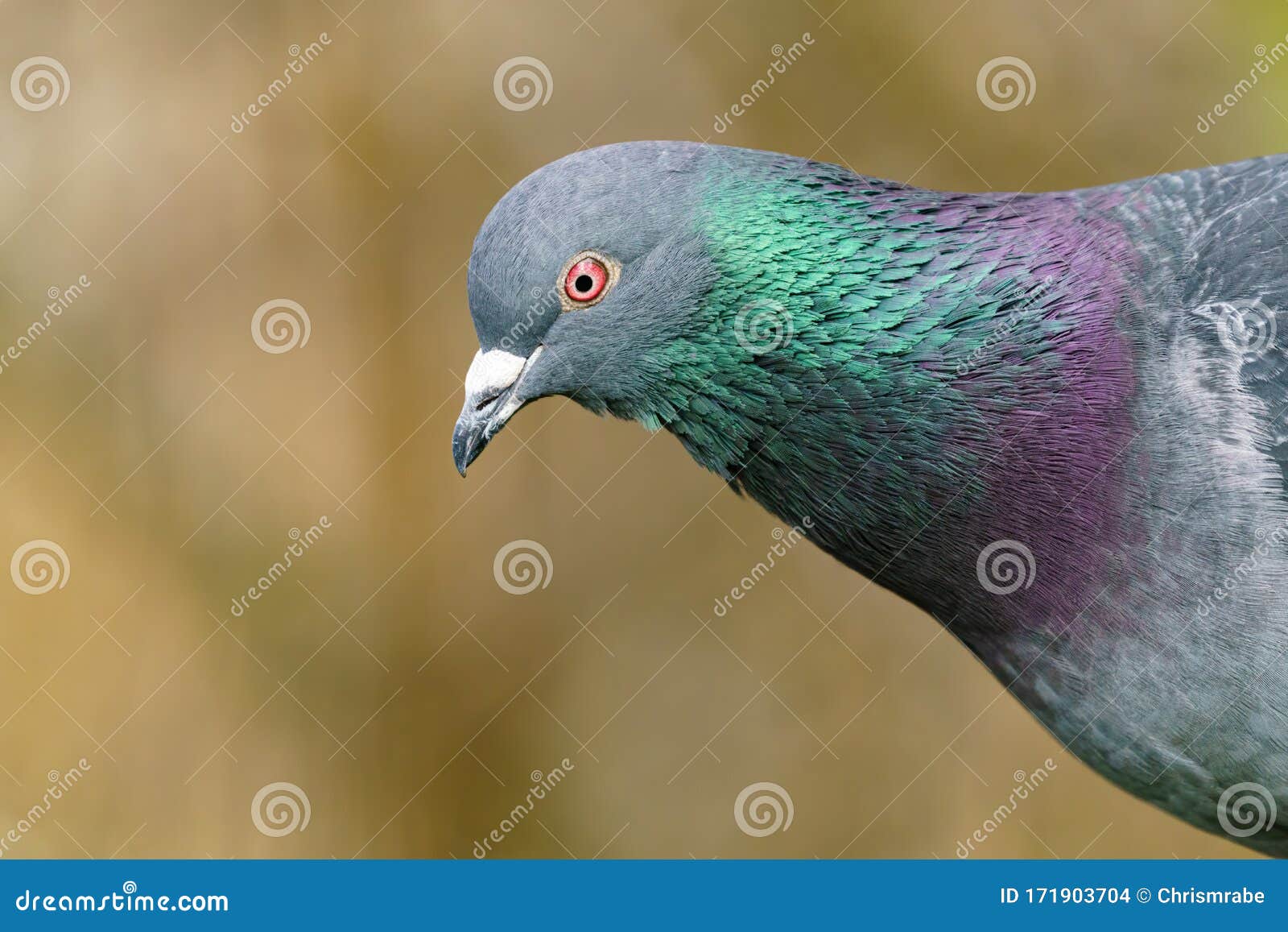 rock dove (columba livia) close-up portrait showing irridescent green and purple on it's neck, taken in london