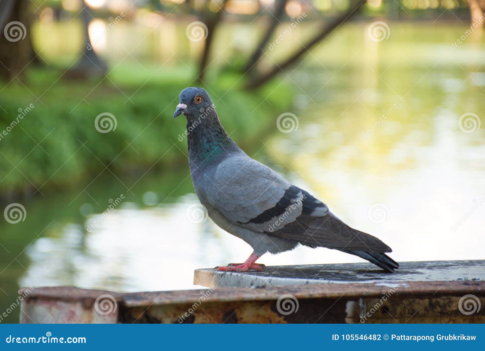 Rock dove waiting for soul mate. A portrait of a rock dove with a dignified look at the lakee, probably waiting for soul mate to spend whole life together.