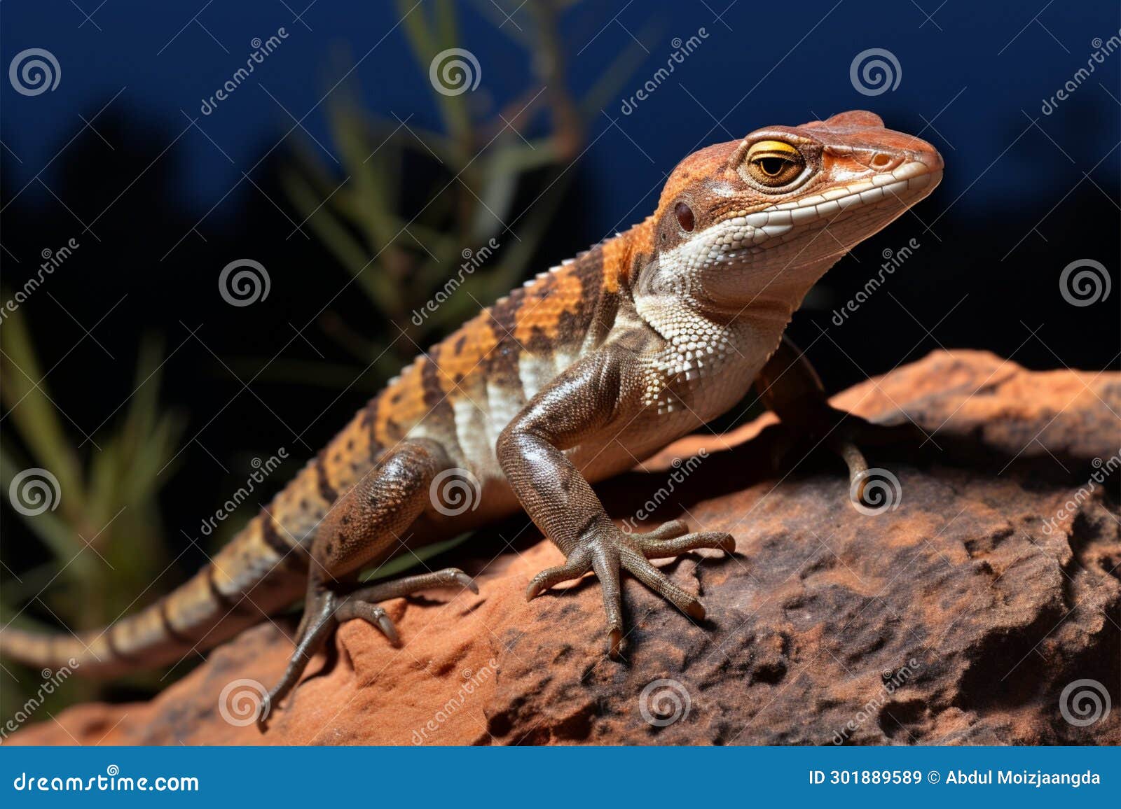 Rock Dwelling Skink Basking Lizard on a Sunlit Rocky Perch Stock