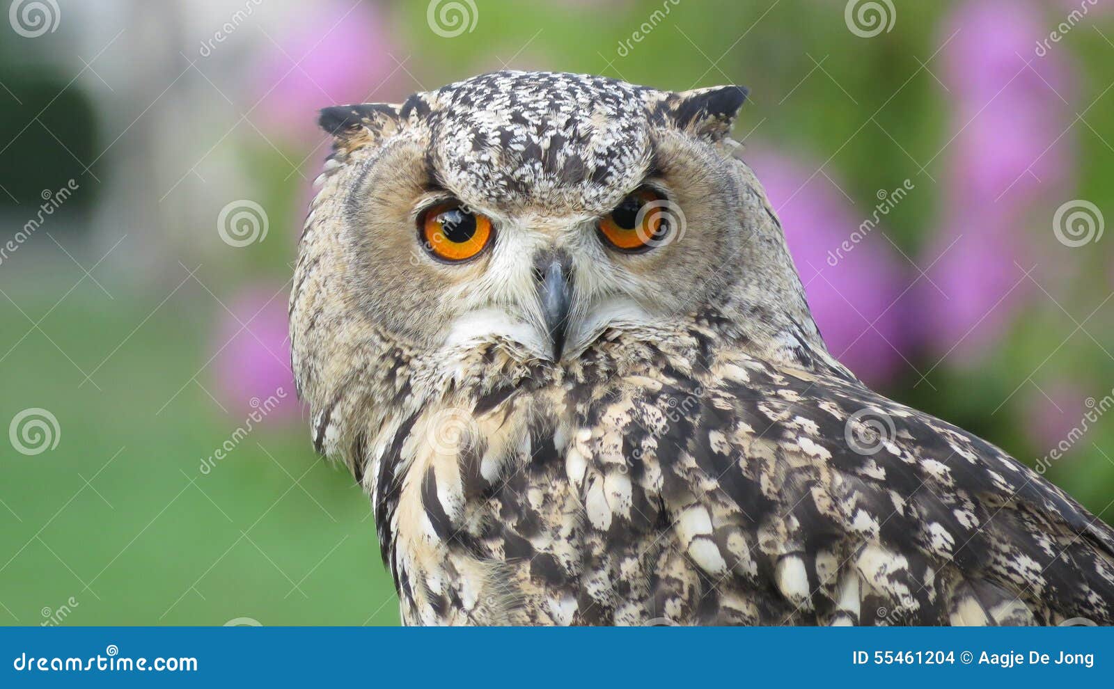 Rock Eagle Owl stock photo. Image of bengalenis, predator - 55461204