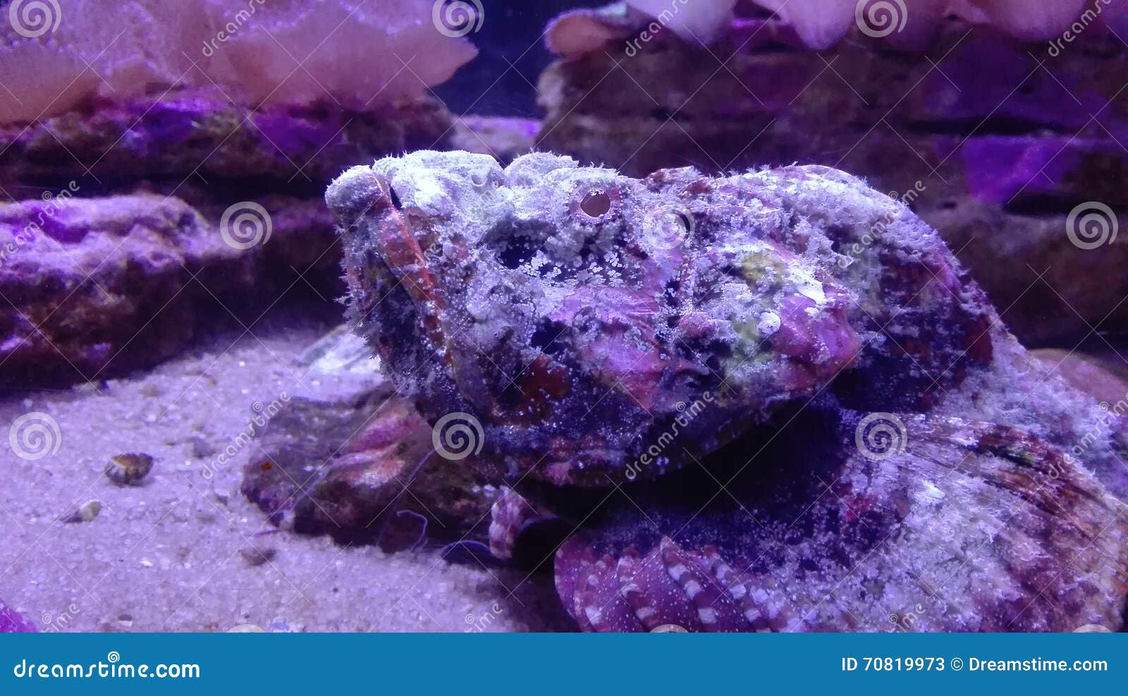 Rock fish stock image. Image of pets, camouflage, rock 70819973