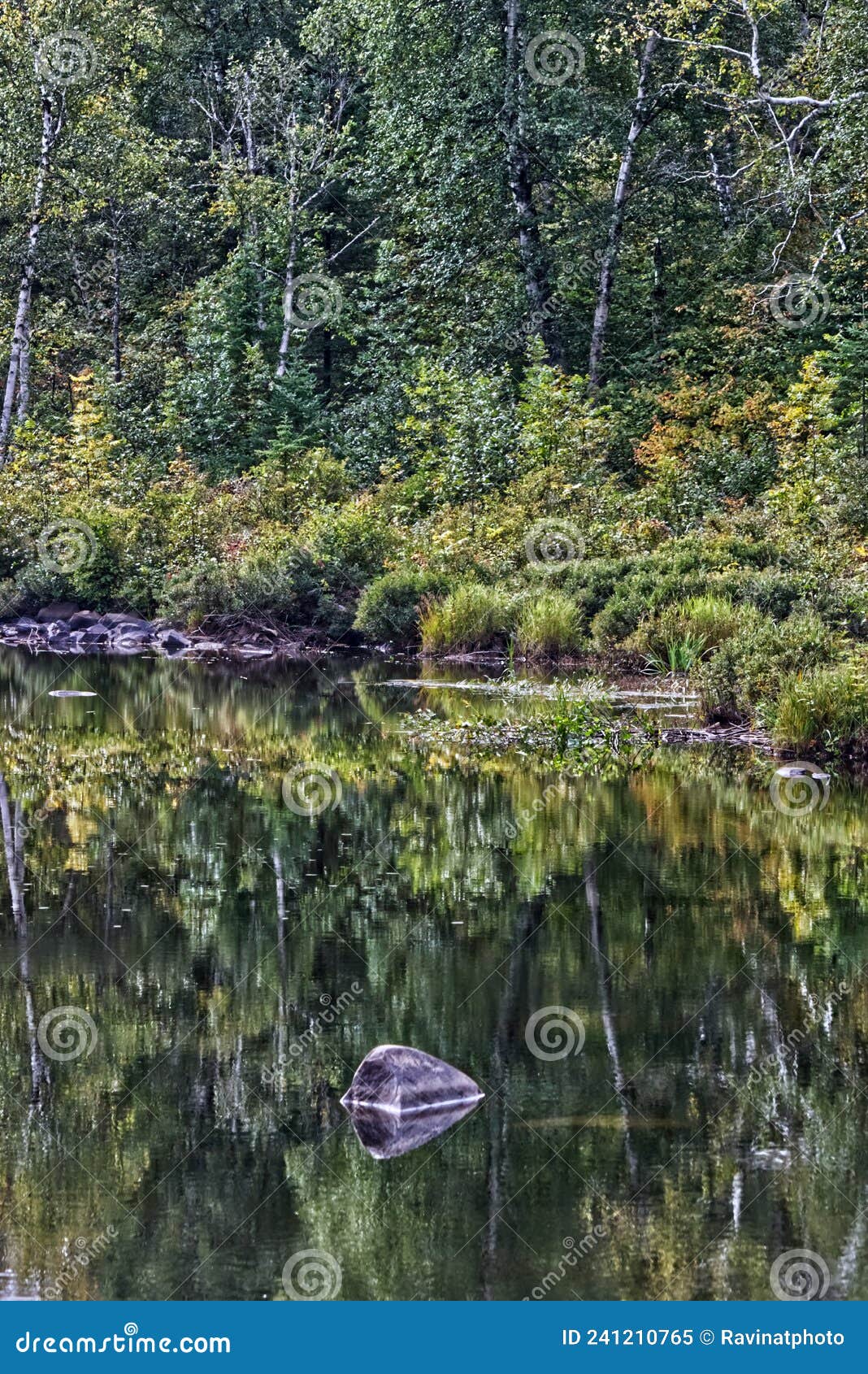The Rock in the Foreground Reflects Along with the Forest, , Thunder