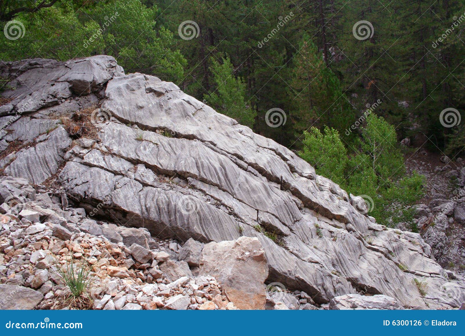 a rock in forest