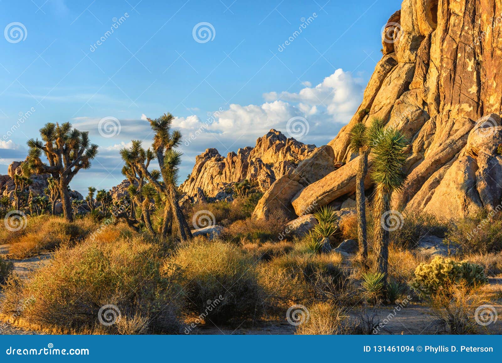 Rock Formations And Bristly Trees Are Viewed At Joshua Tree National