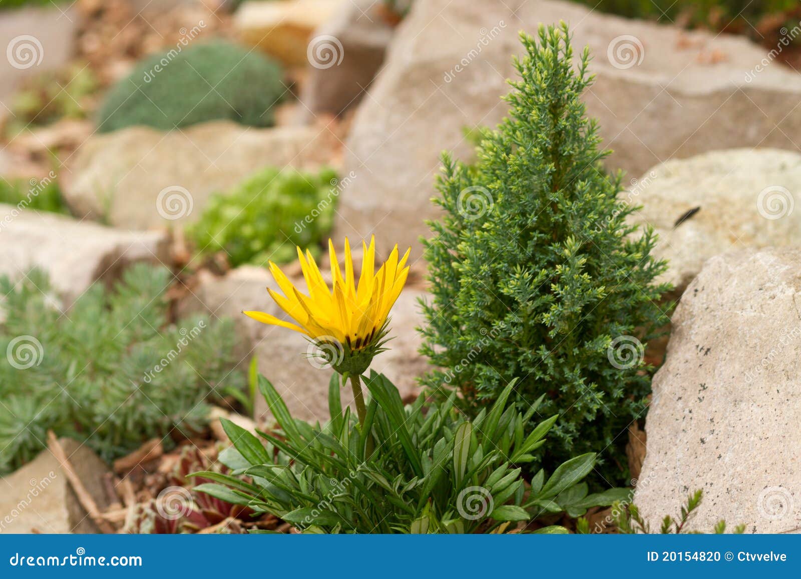 Rock garden stock photo. Image of plant, yellow, fragrance 20154820