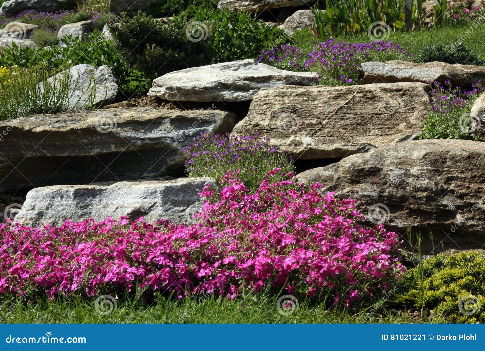 Rock Garden With Flowering Perennials Stock Image Image Of