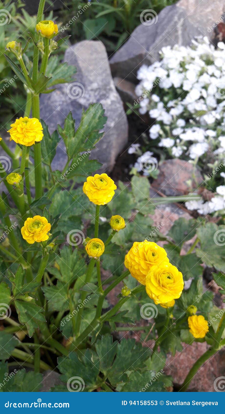 Rock garden nice flowers stock image. Image of rock, garden 94158553