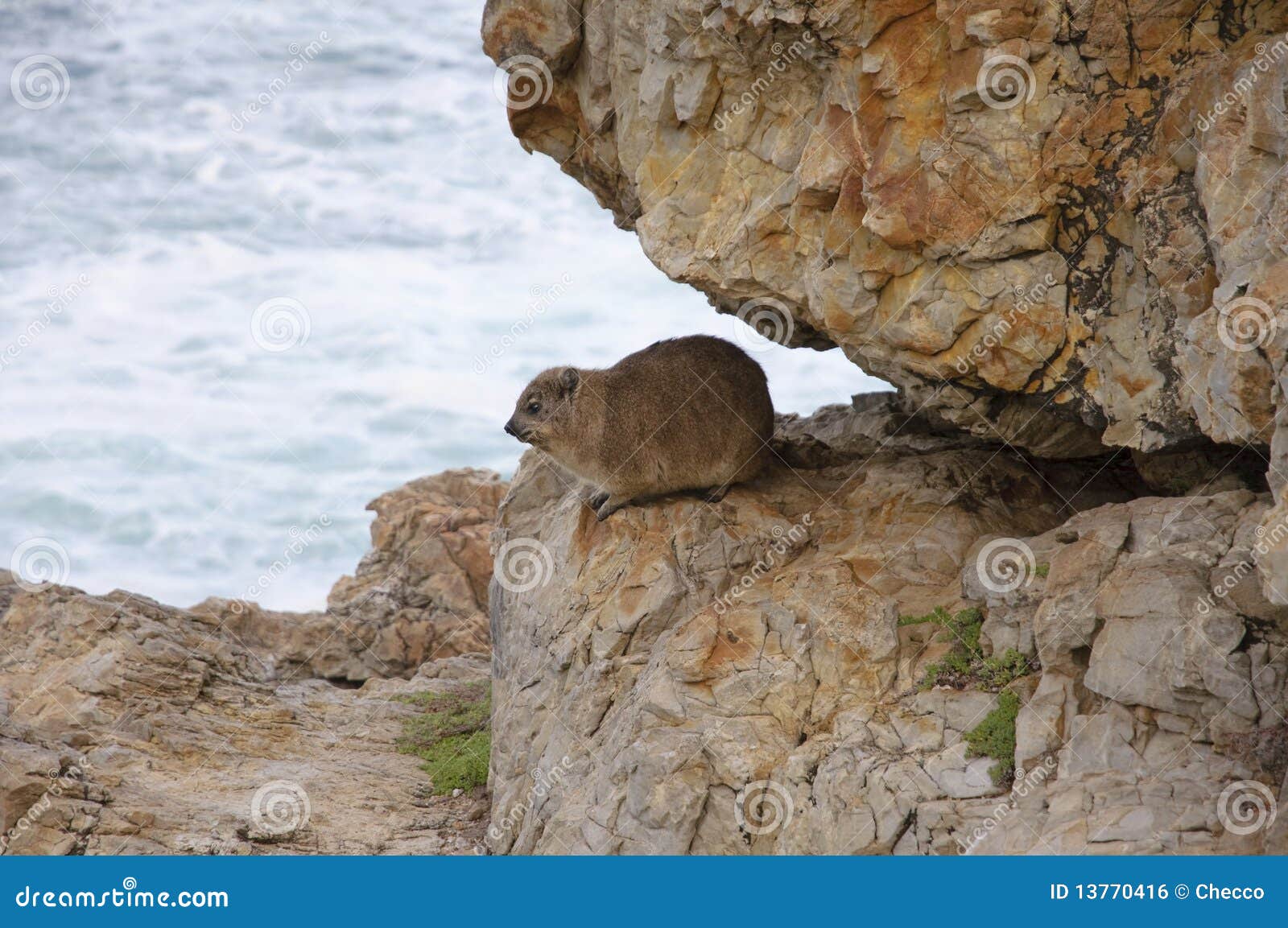 rock hyrax
