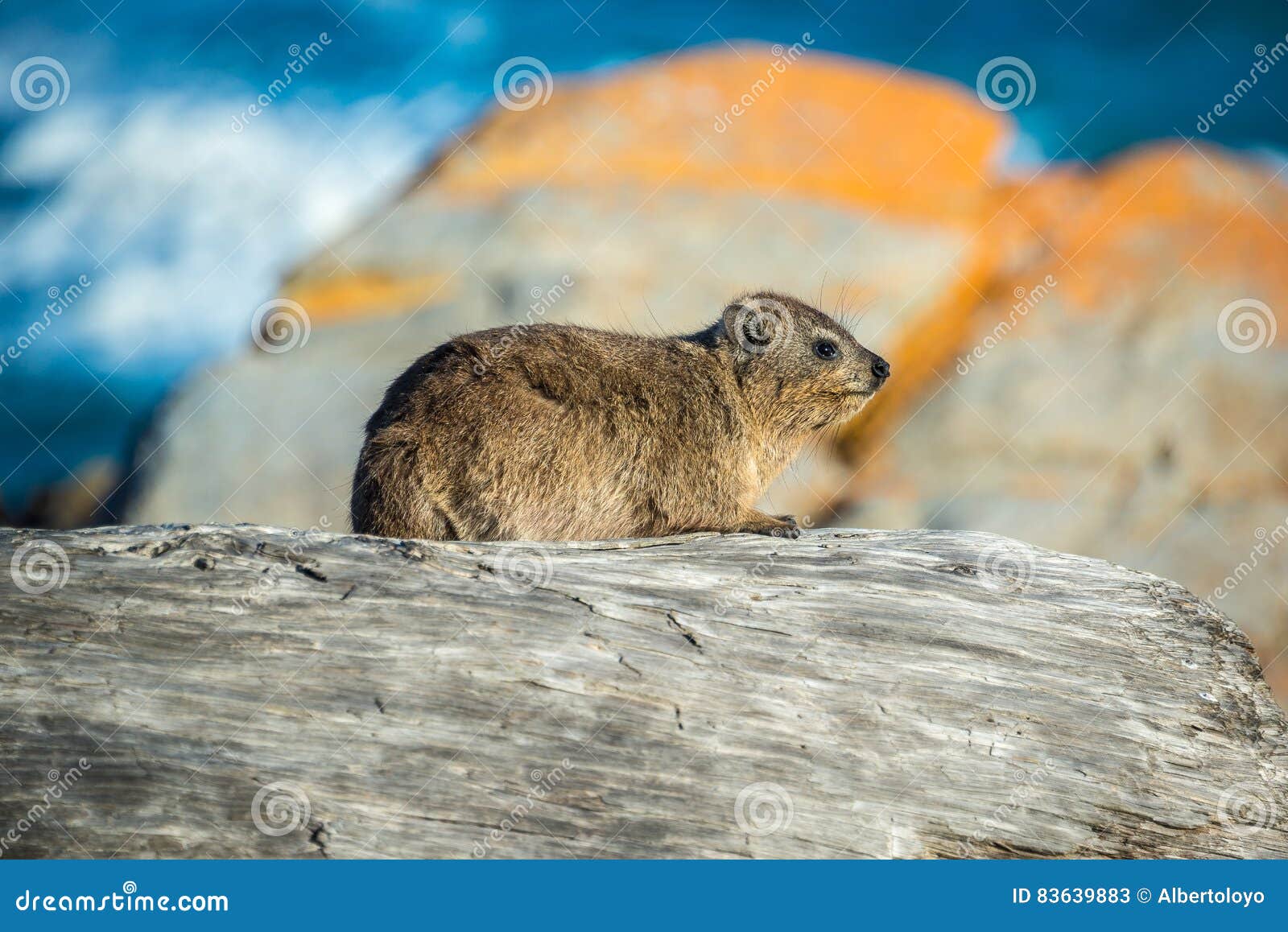 a rock hyrax or dassie in tsitsikamma national park, south africa