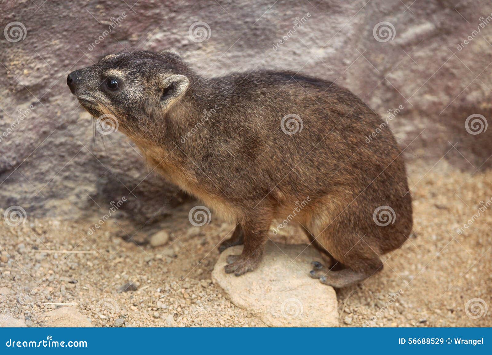 rock hyrax (procavia capensis).