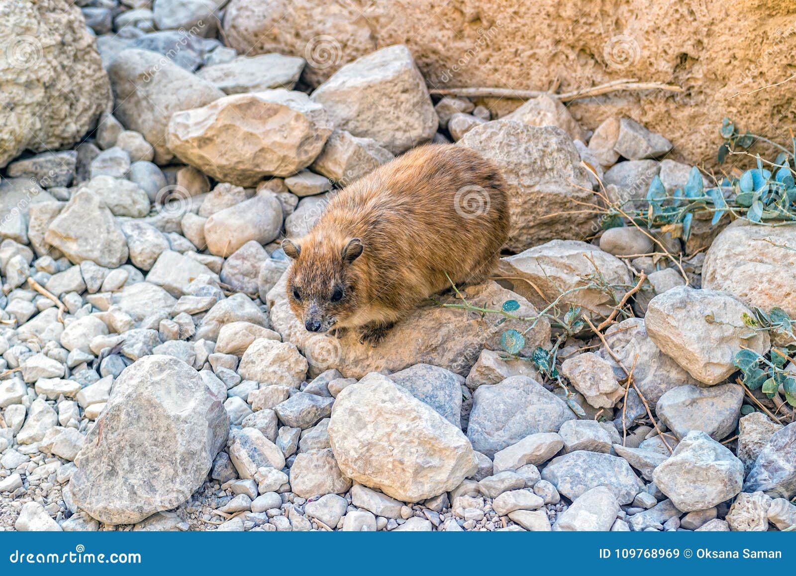 rock hyrax, procavia capensis.