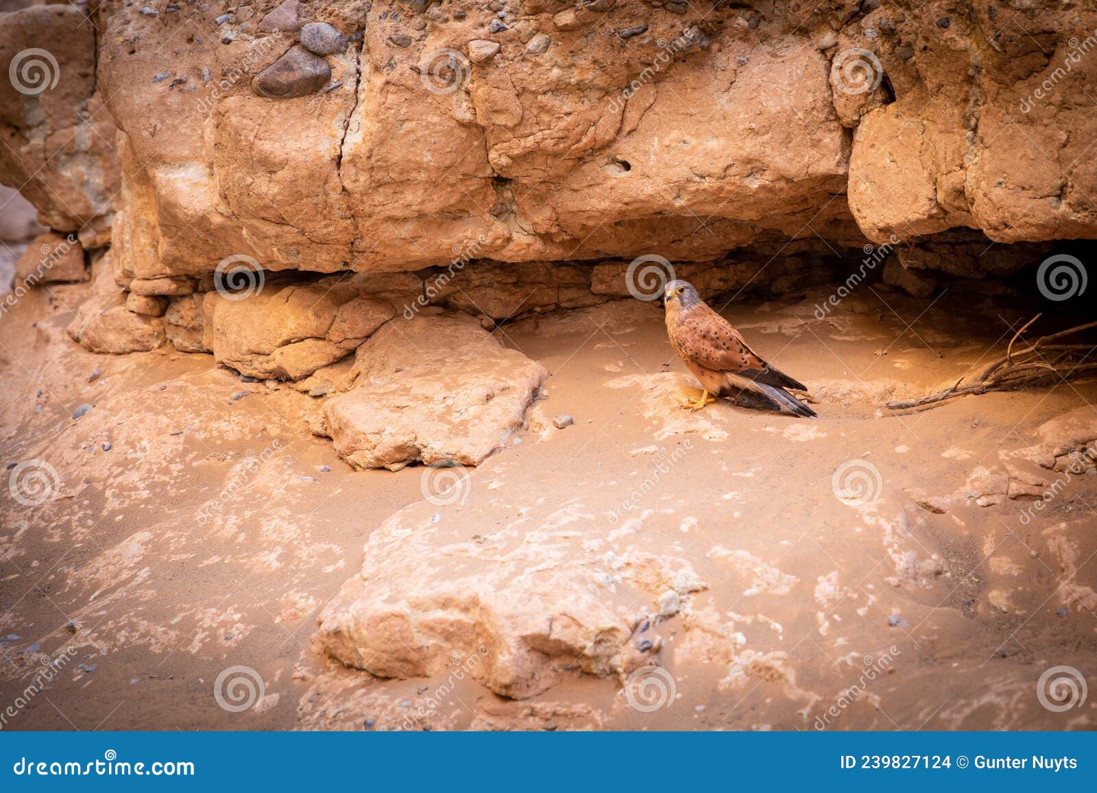 a rock kestrel  falco rupicolus with a mouse looking at the camera, sesriem canyon, sossusvlei, namibia.