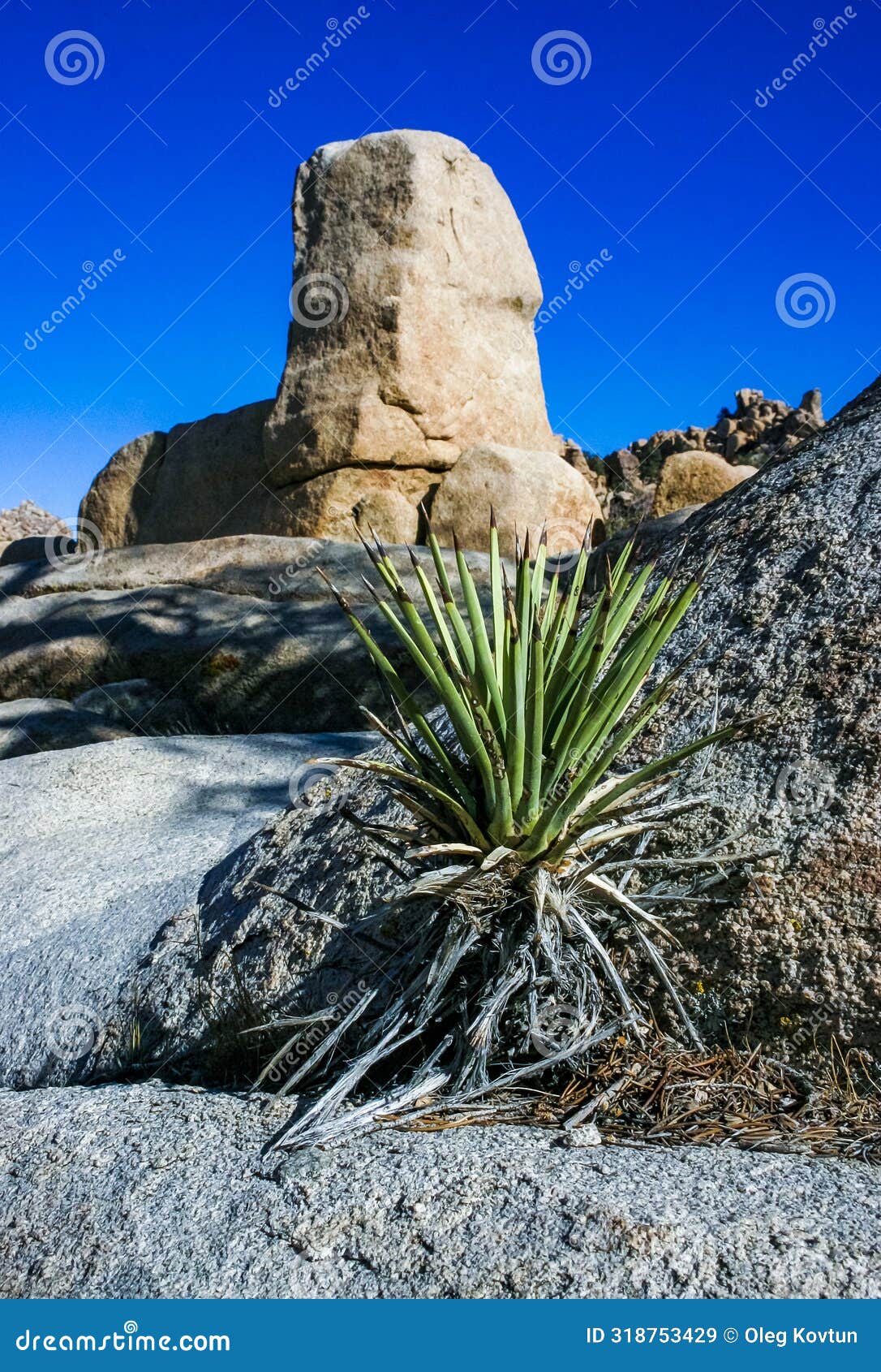 rock landscape, yucca brevifolia mojave desert joshua tree national park, ca