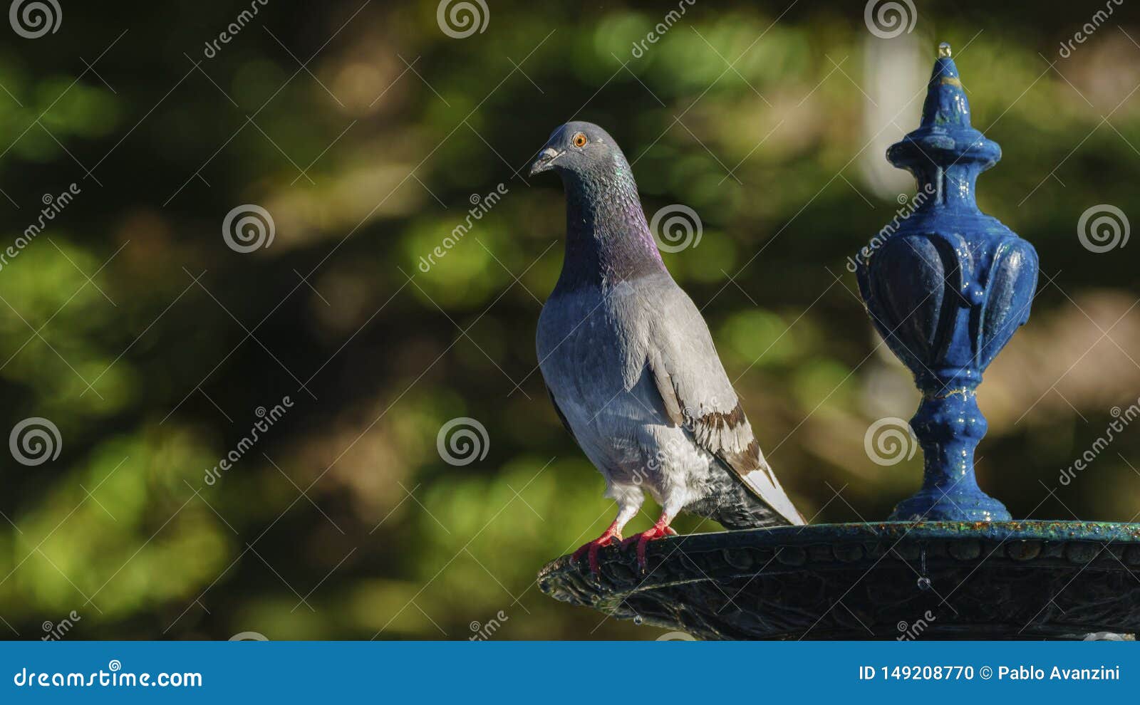 rock pigeon at genoves park fountain cadiz