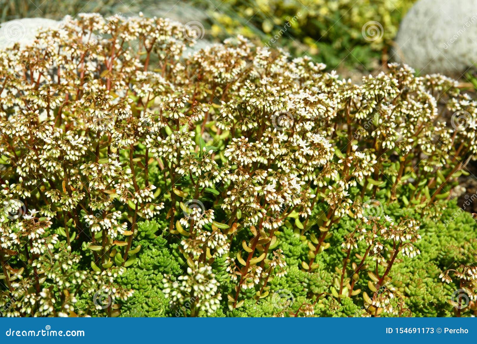 Rock plant stock image. Image of succulent, gardening 154691173
