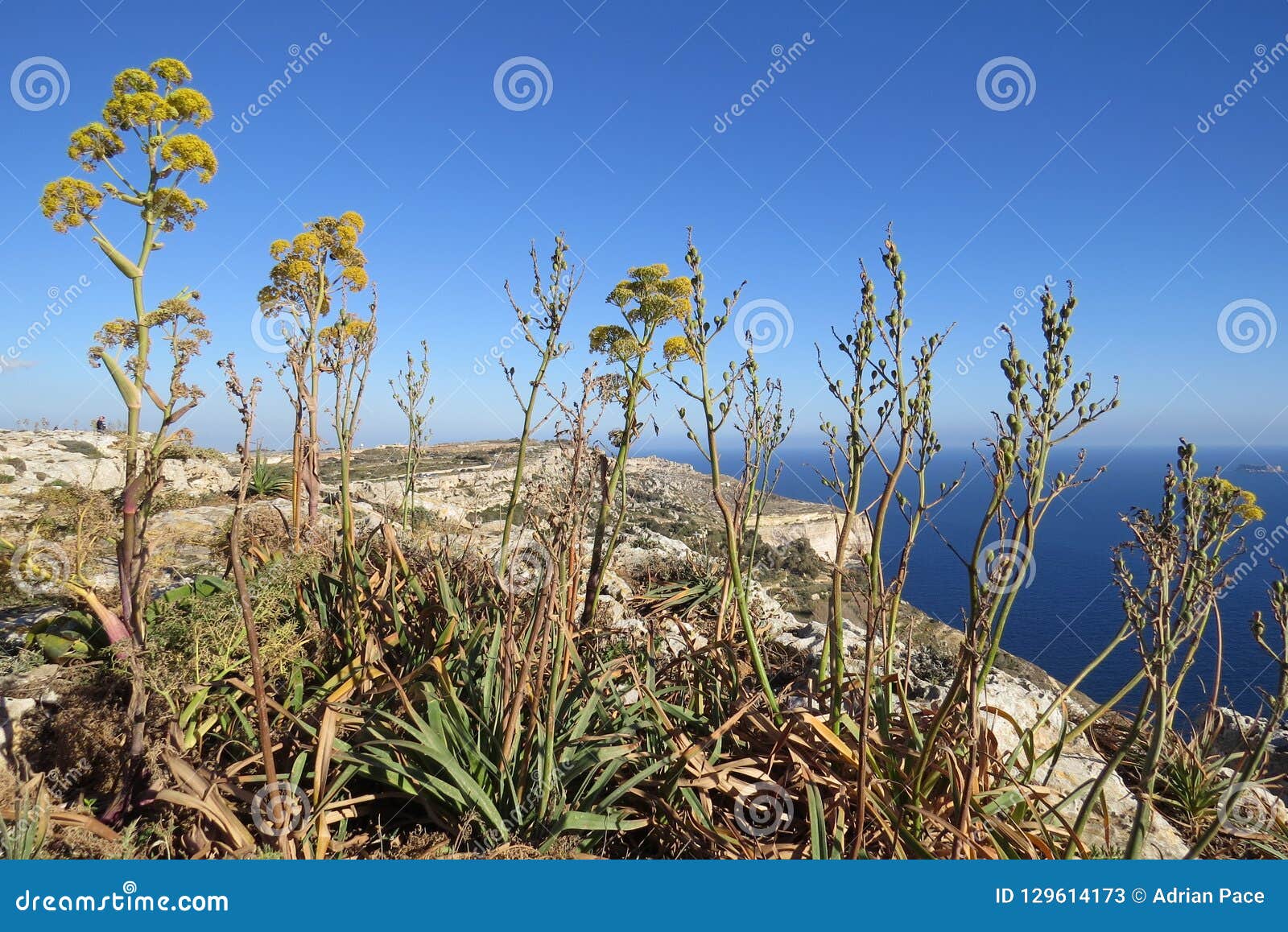 Rock Plants on cliffs stock image. Image of rocks, site 129614173