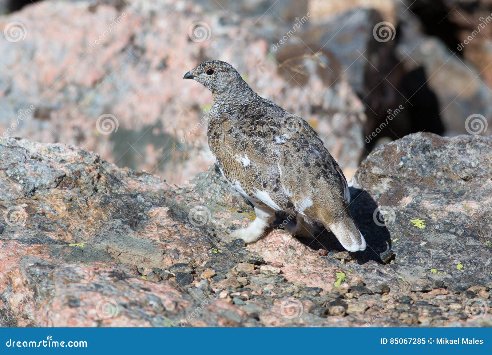 Rock ptarmigan at alert stock image. Image of ptarmigan - 85067285