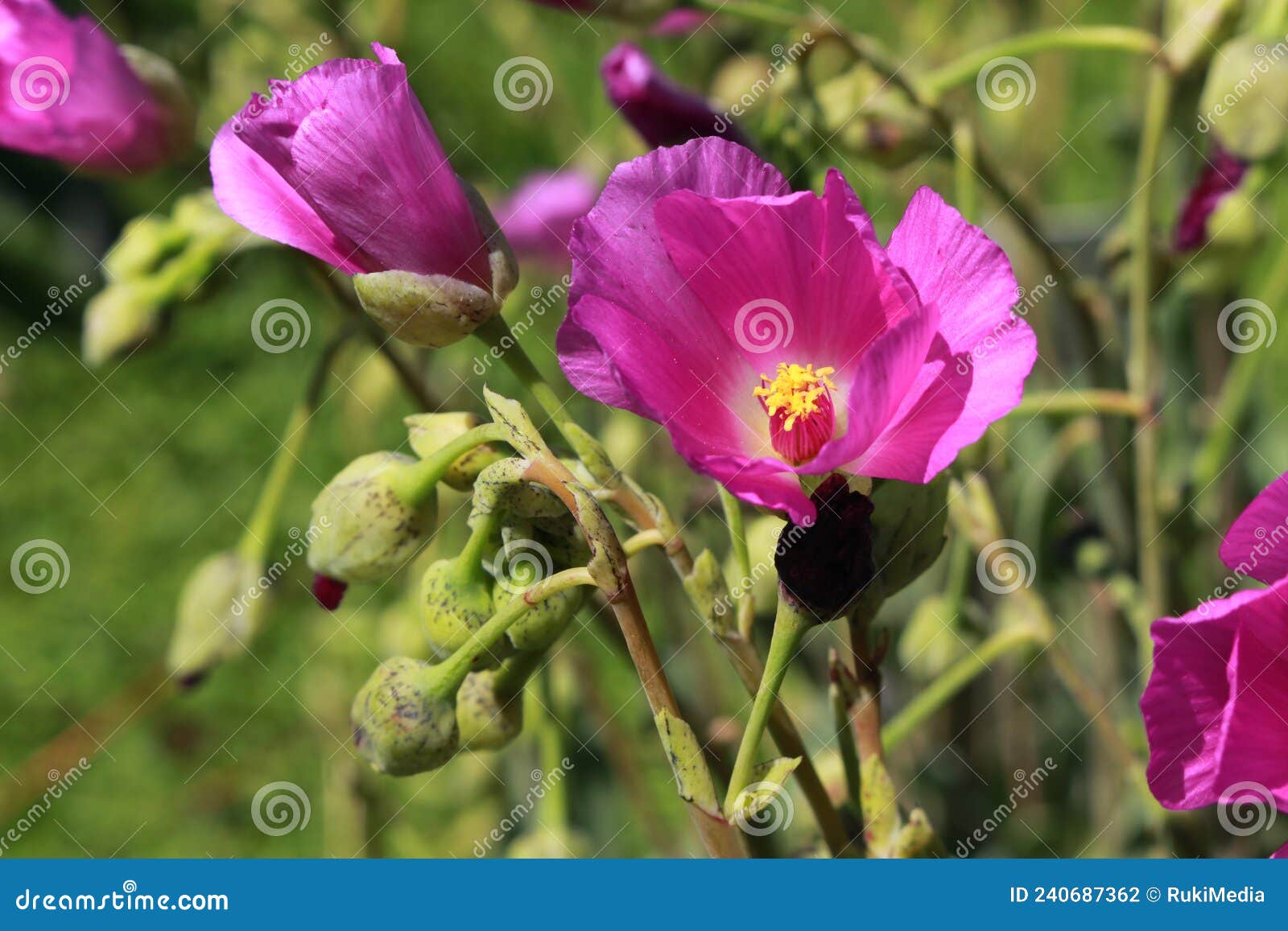 `rock purslane` flower -  calandrinia grandiflora