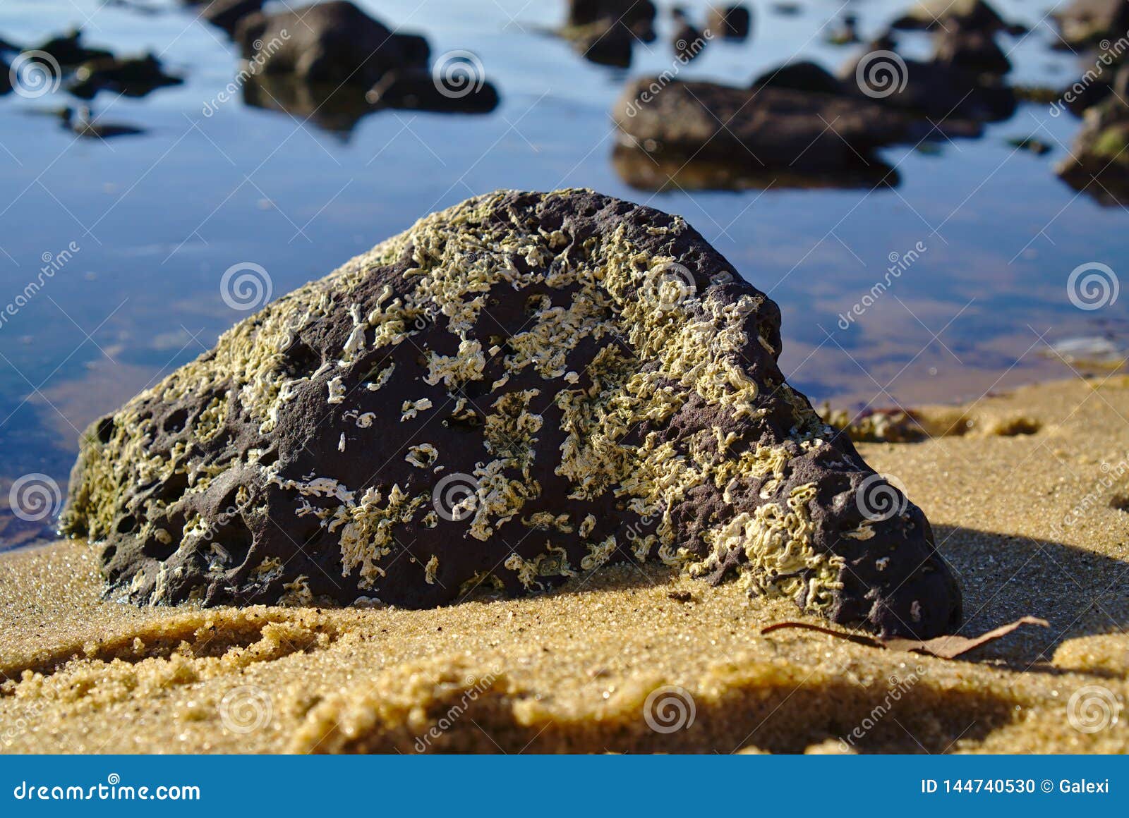 Rock Shell Fungus Growing on Beach Stone Stock Photo Image of nature