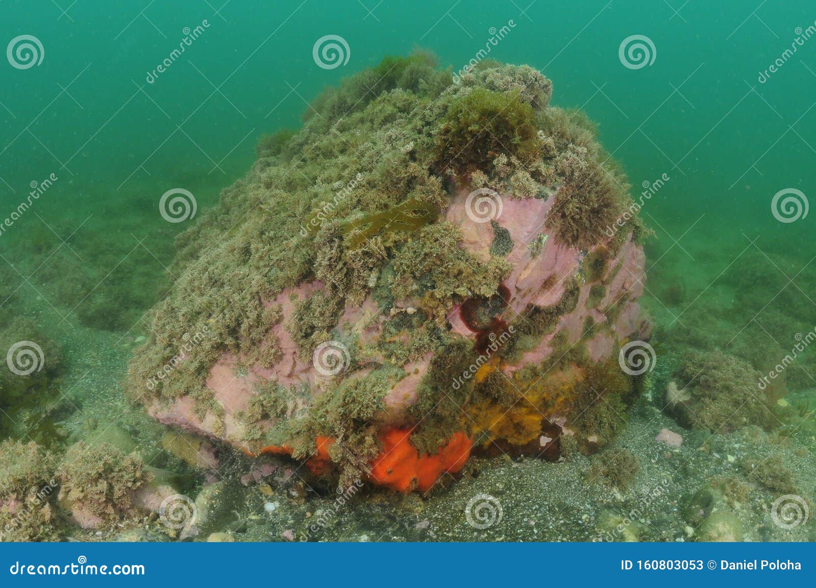 Rock with Sponges and Algae Stock Image Image of coralline, fish 160803053