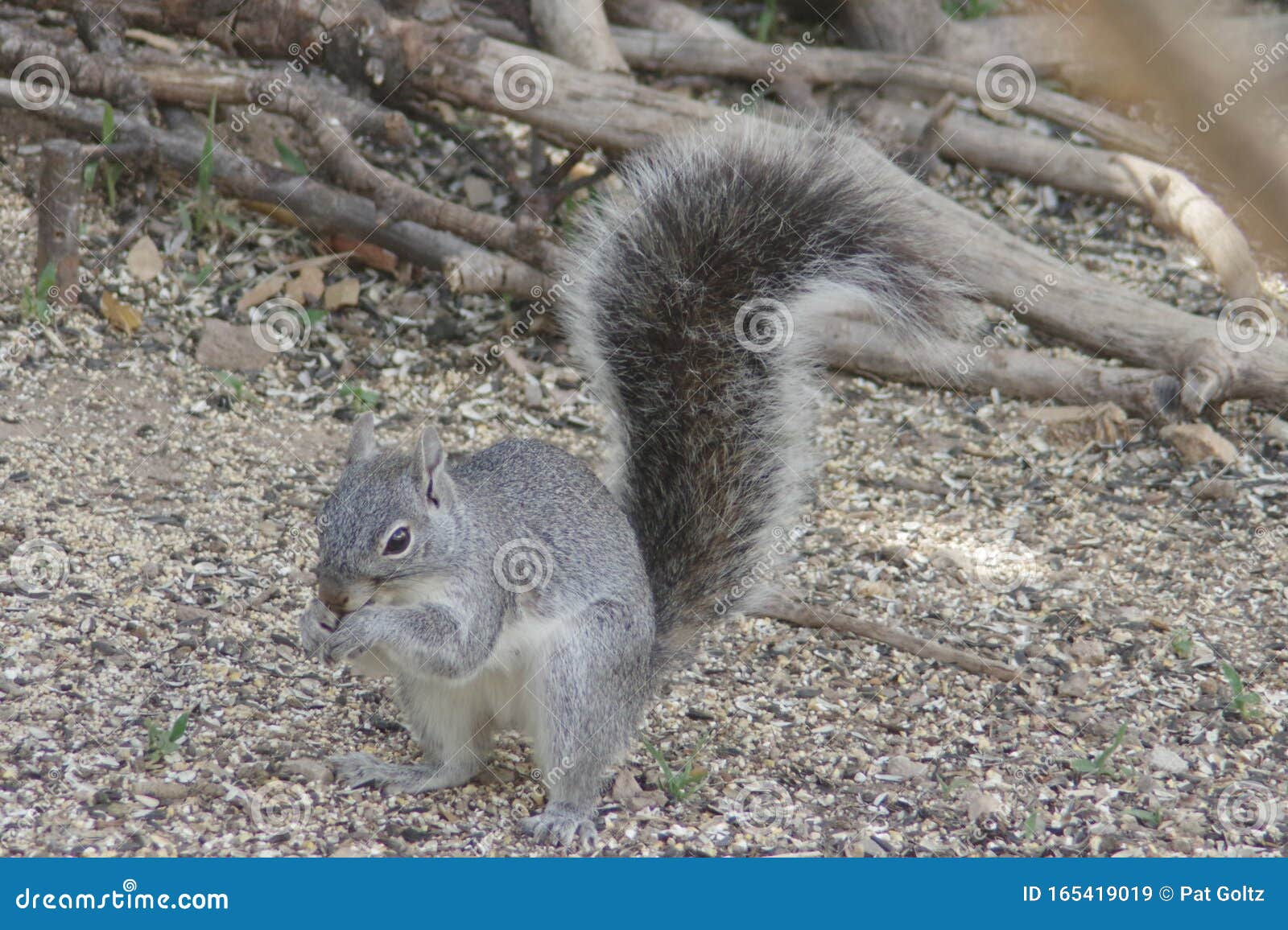 Rock Squirrel Munching Lunch Stock Image - Image of seeds, otospermophilus:  165419019