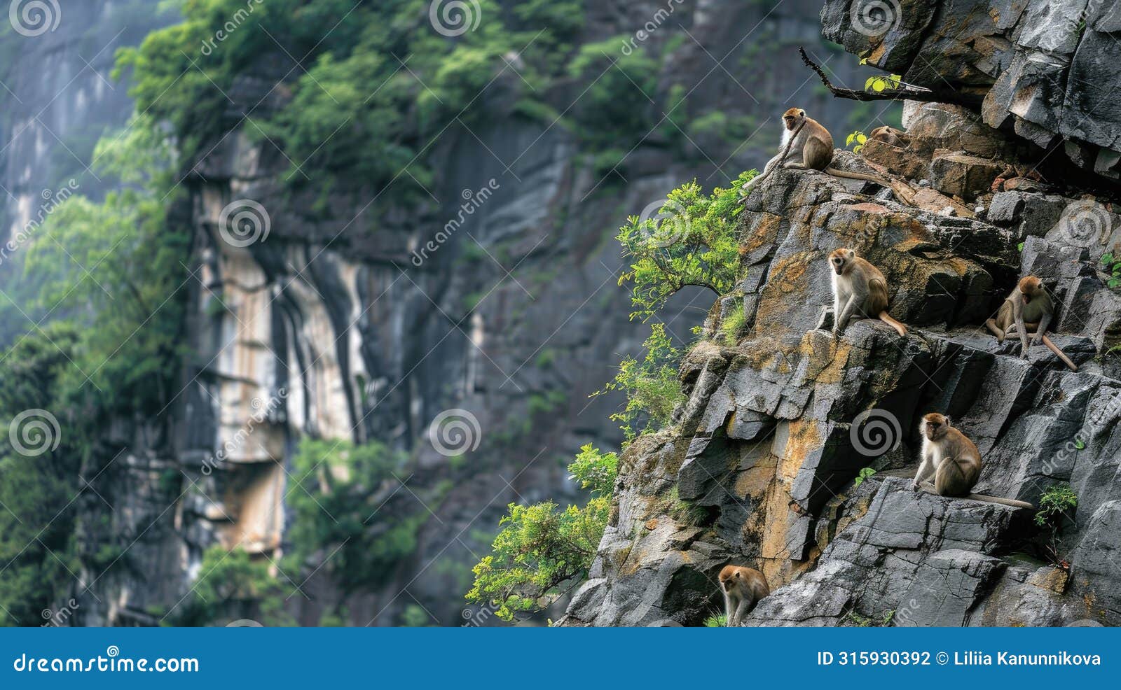a rock wall adorned in lush green vegetation, home to a community of brown monkeys, their playful antics contrasting