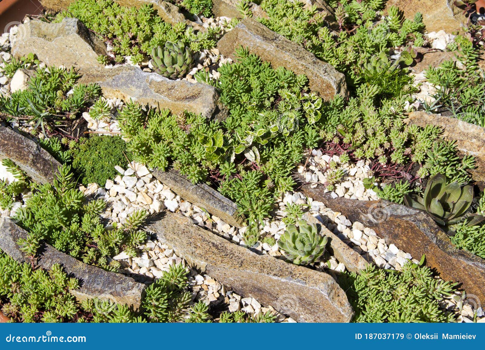 Rockary from Succulent Plants Separated by Flat Stones Stock Image ...