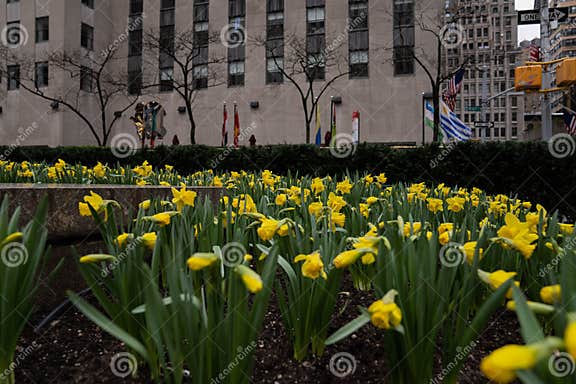 Rockefeller Center, Fifth Avenue, Midtown Manhattan, New York Editorial ...