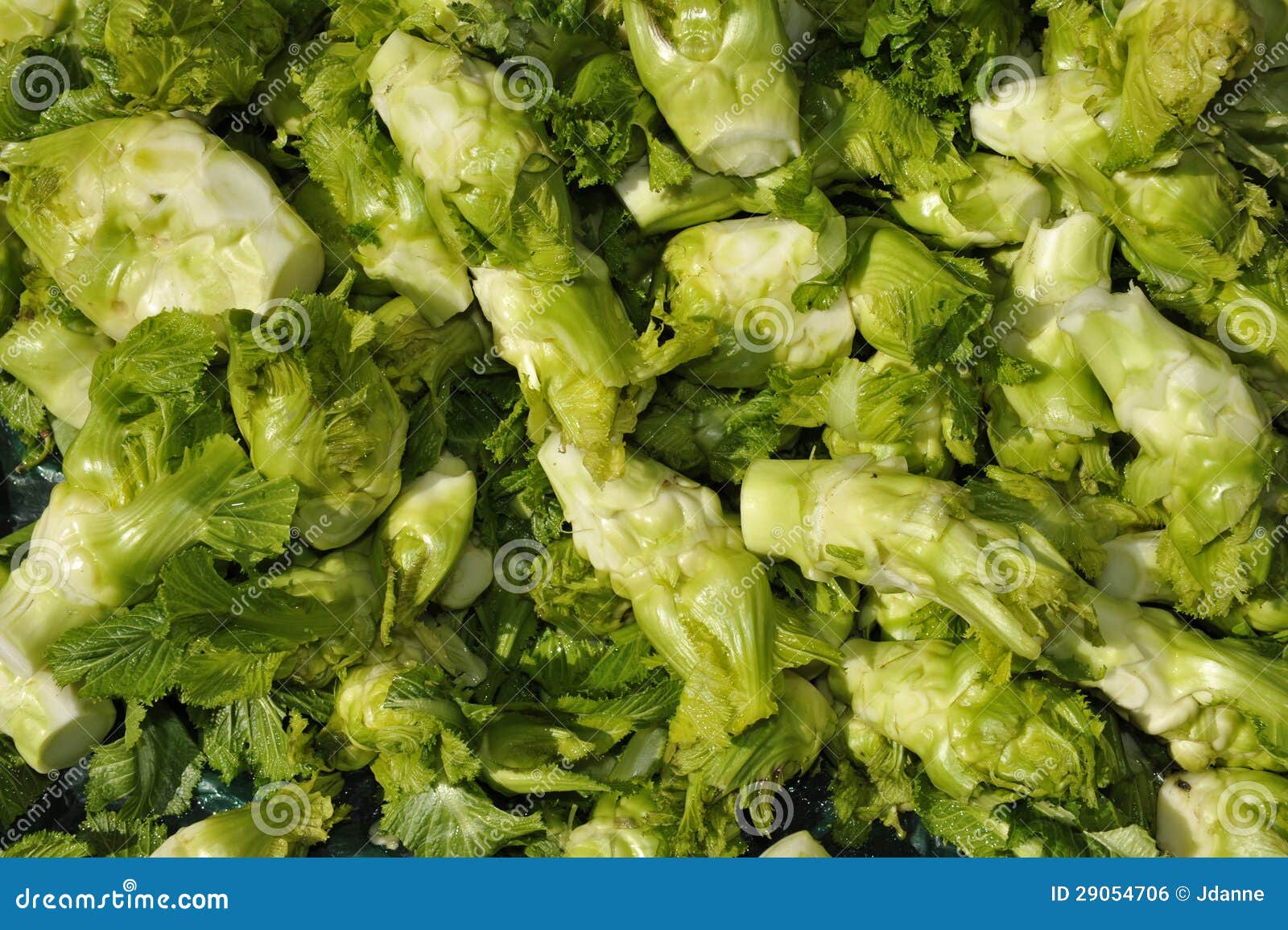 Rocket Salad stock photo. Image of nutrition, plant, vegetable 29054706