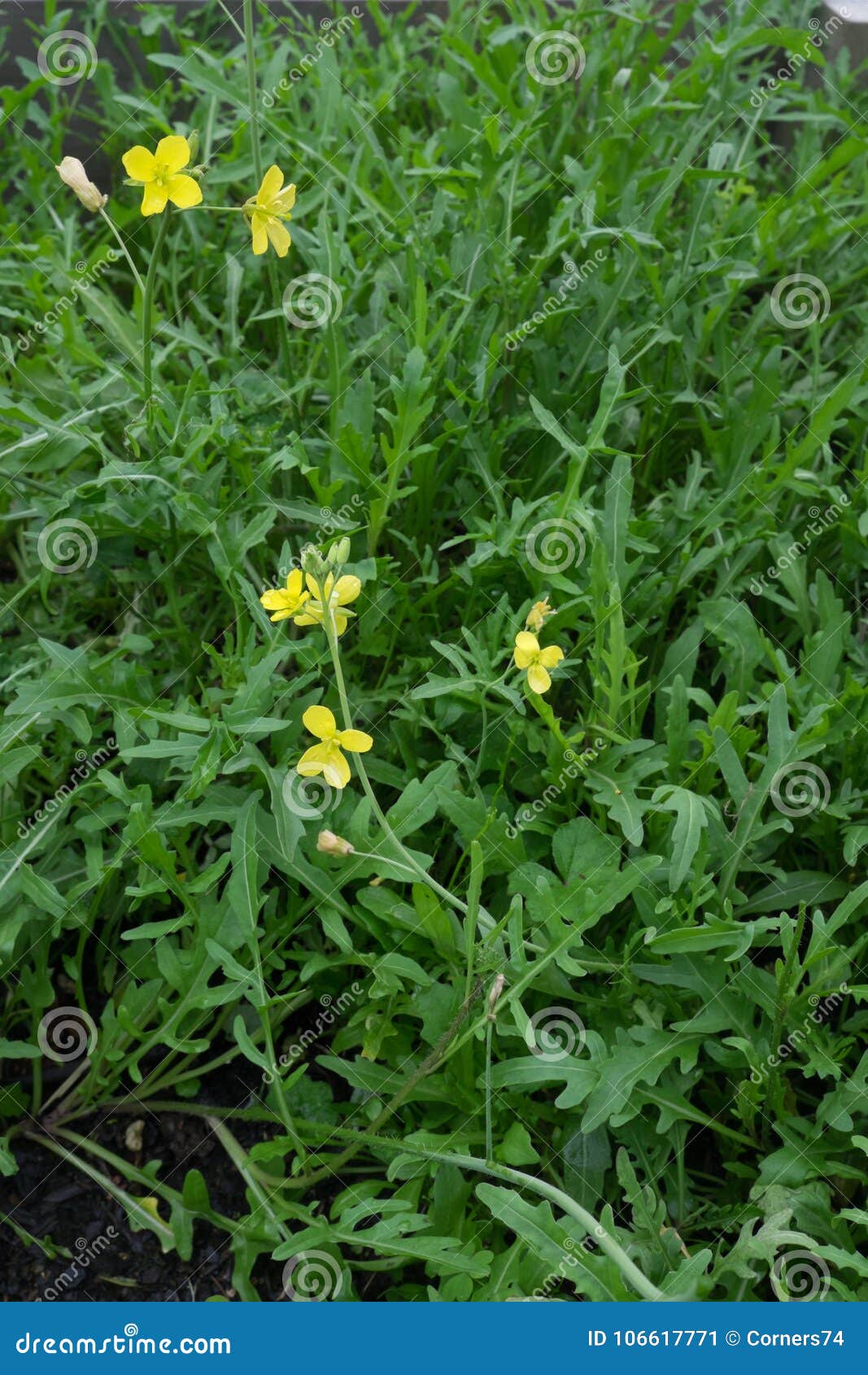  Arugula, Rocket Salad, Roquette, Rucola, Rugula (2000