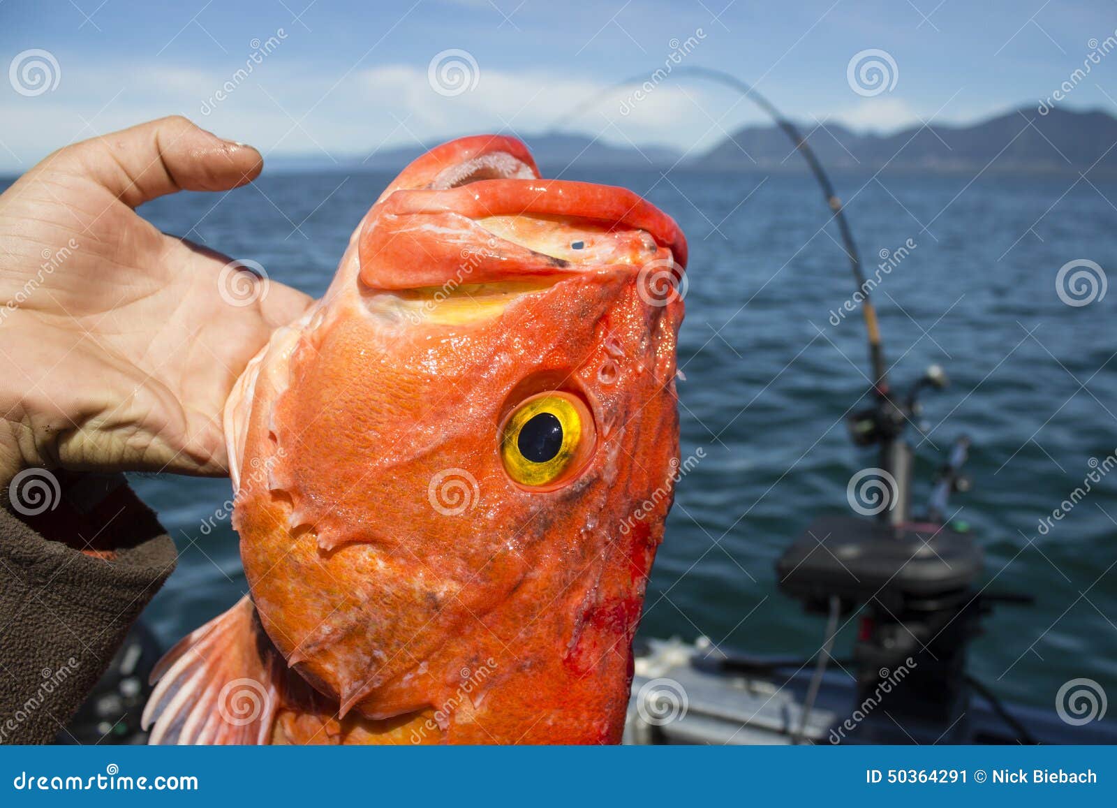 https://thumbs.dreamstime.com/z/rockfish-caught-fishing-west-coast-yelloweye-being-held-up-rod-background-50364291.jpg