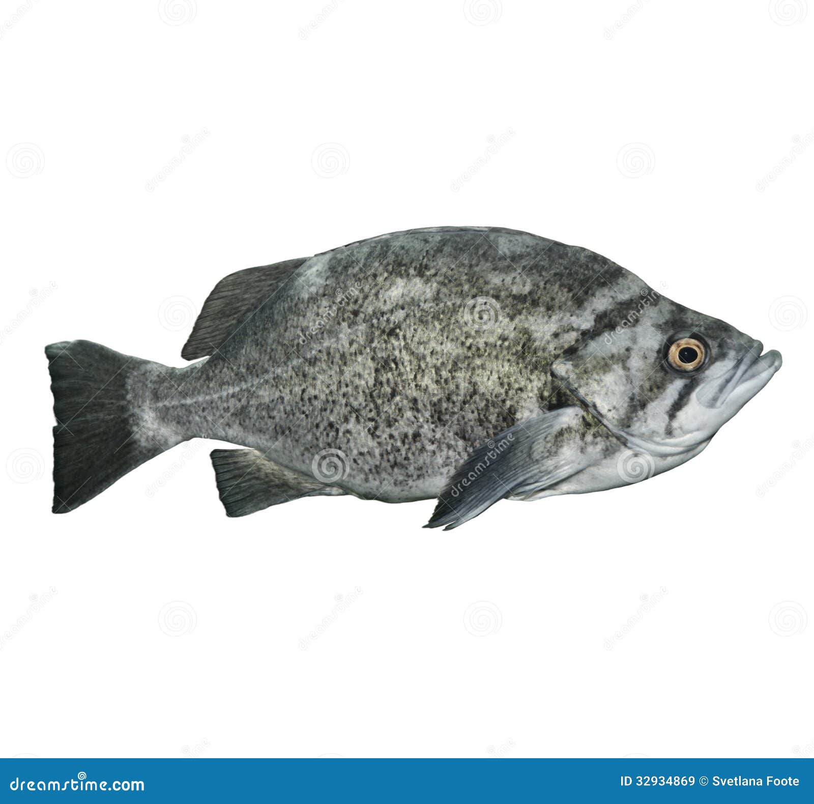 Rockfish stock image. Image of black, wild, closeup, nature 32934869