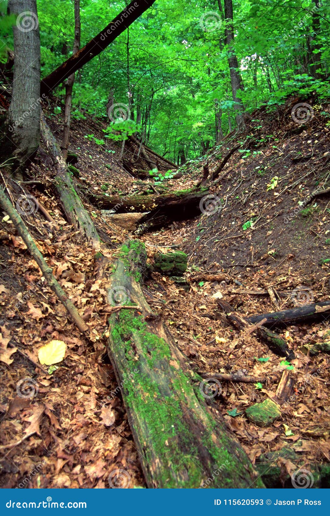 ROCKFORD Forest Preserve Illinois Rotatorio Imagen de archivo Imagen