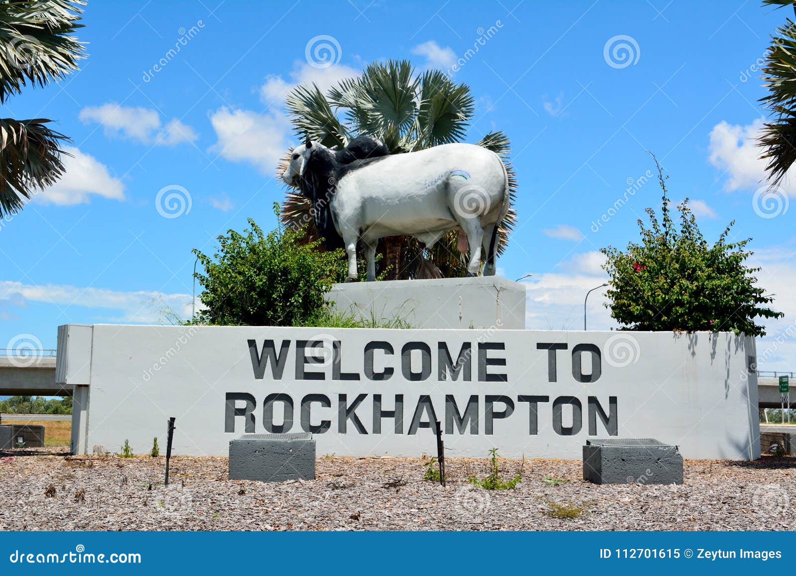 Rockhampton Bull Stock Photos - Free & Royalty-Free Stock Photos from  Dreamstime