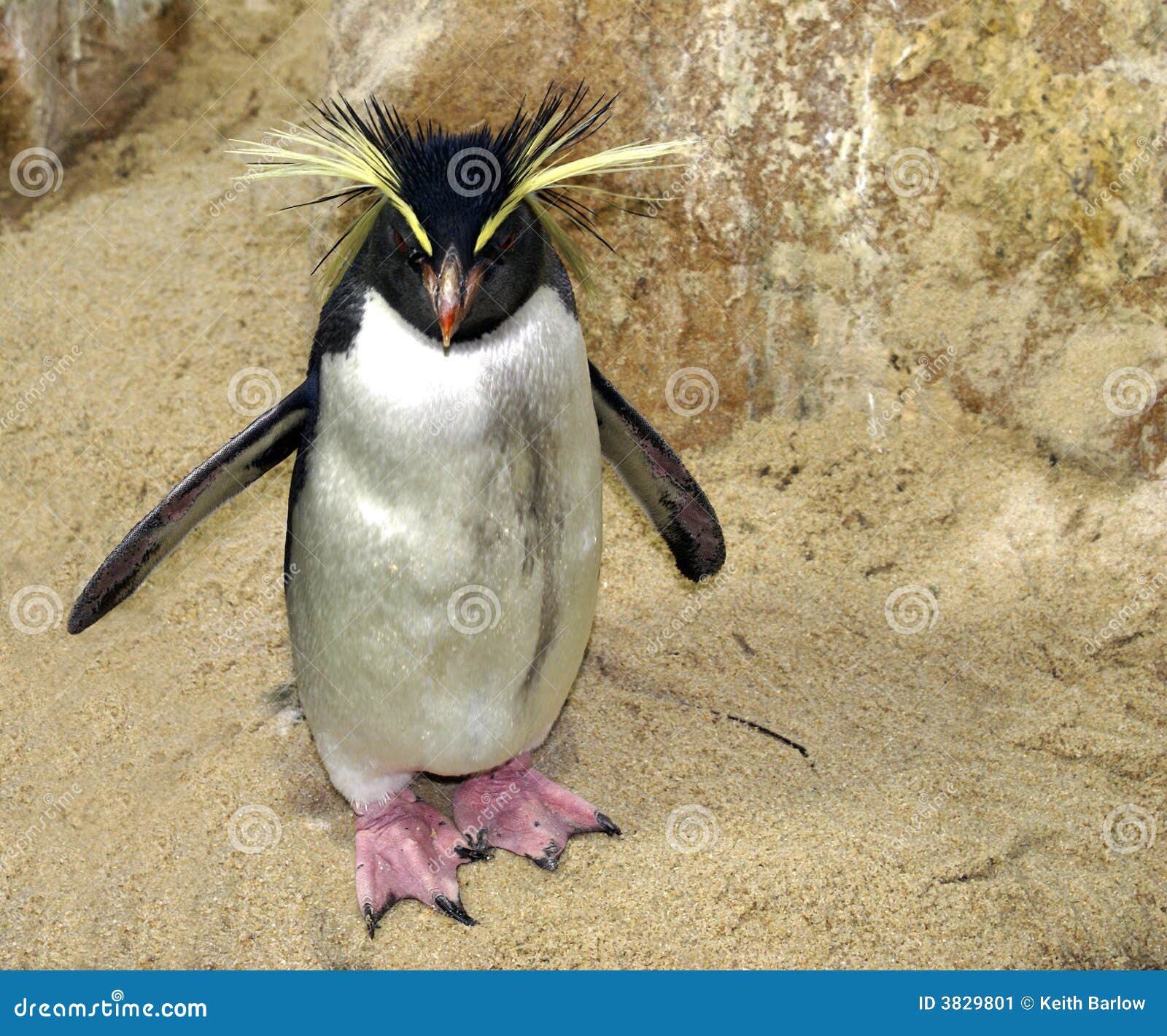 Bad Fur Day Download