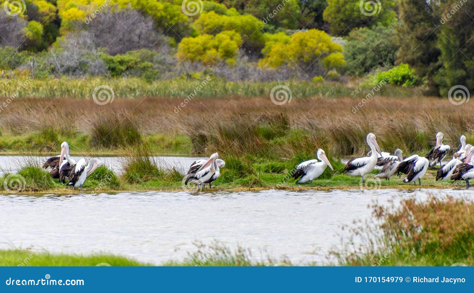 pelicans at lake richmond is an important ecosystem for thrombolites and waterbirds