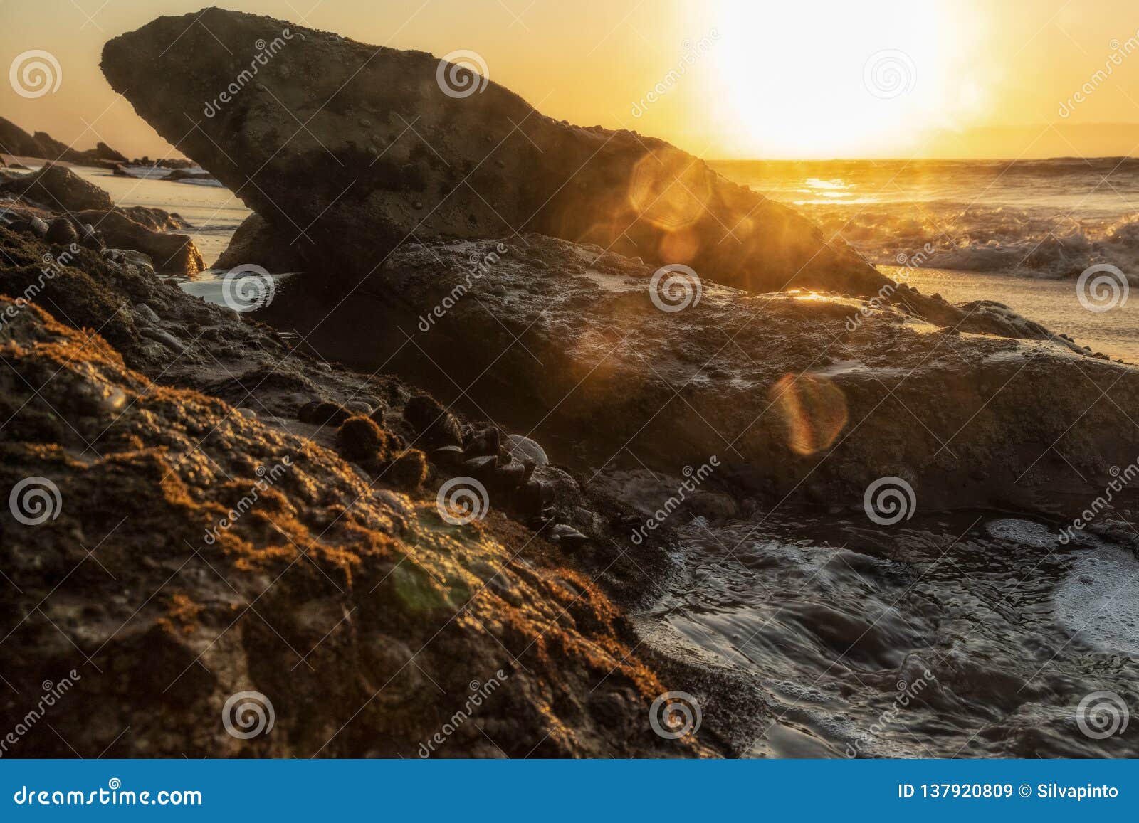 rocks along the coast with bivalves and marine life. namibe. africa. angola