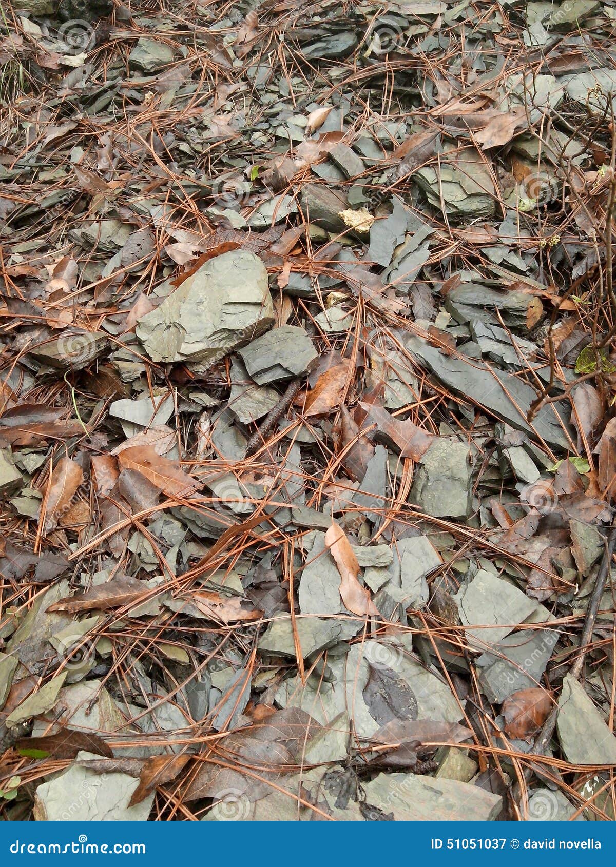 rocks and leafs