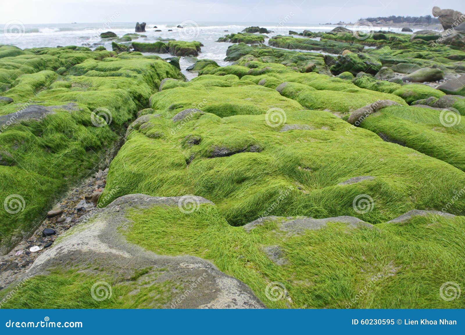 Rocky Beach Covered by Seaweed Stock Image Image of rocky, greesea