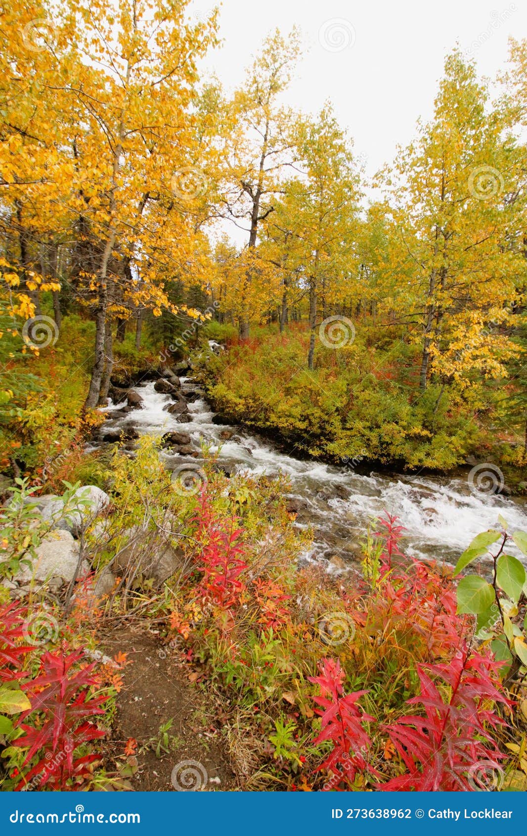 Creek Bed in an Autumn Landscape Scene Stock Photo Image of rural