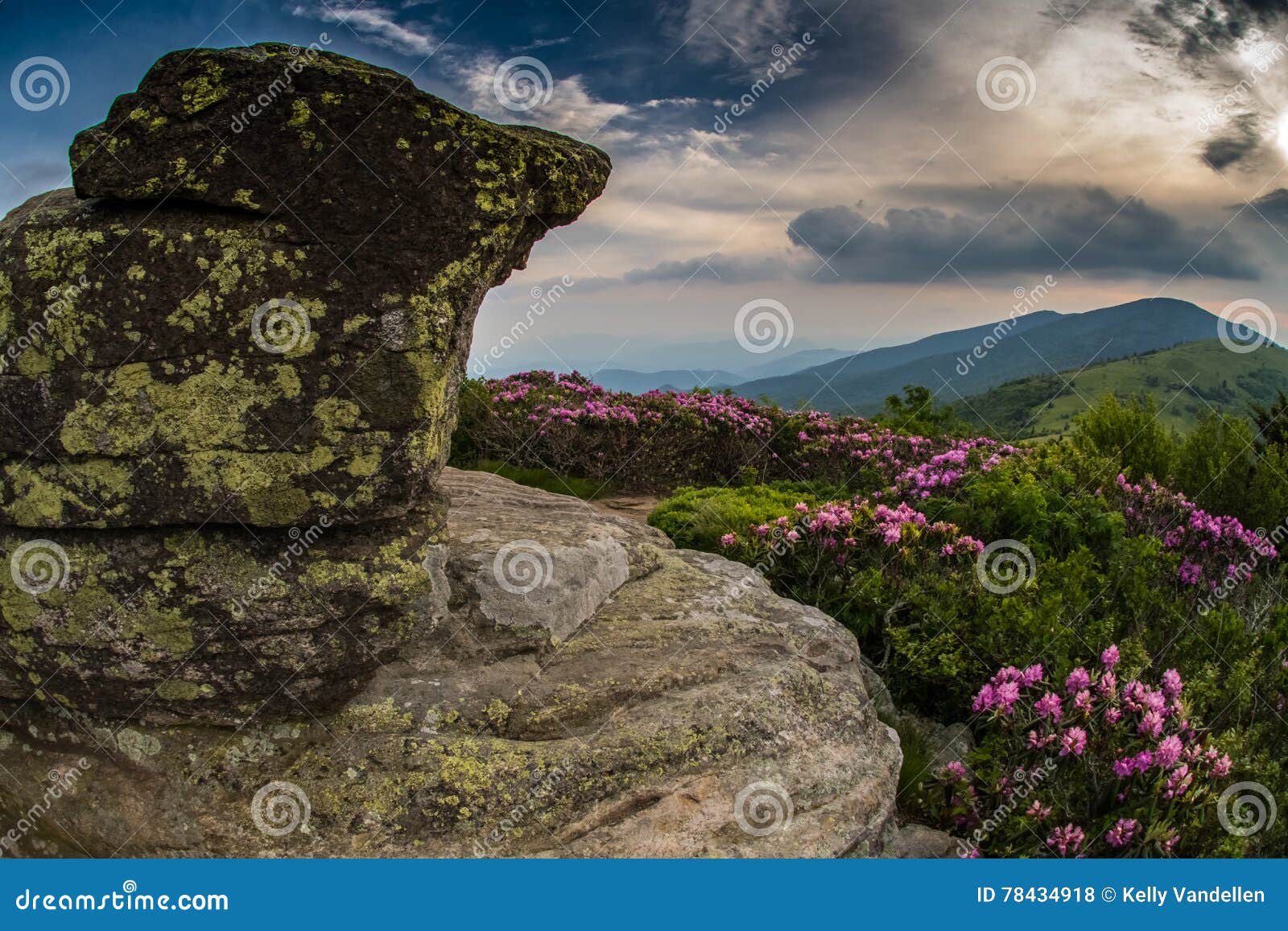 Rocky Lookout on Jane Bald with Rhododendron Stock Photo Image of carolina, north 78434918