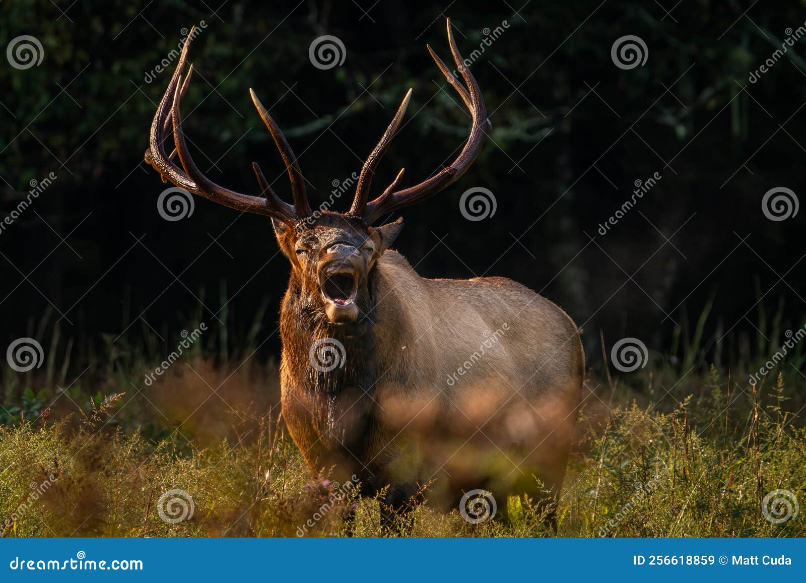 Rocky Mountain Bull Bugling Stock Image Image of carolina, cervus