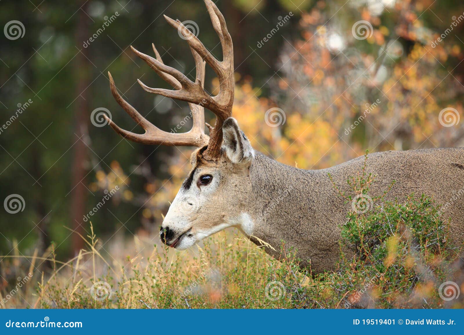 rocky mountain deer