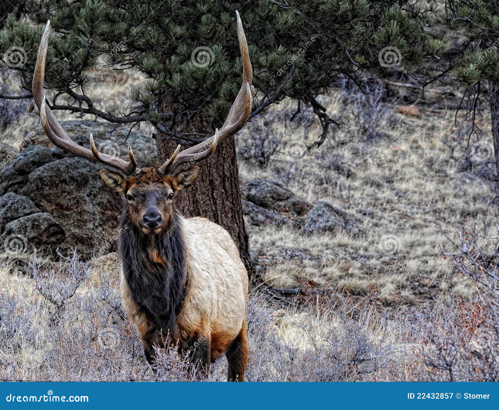 pictures of rocky mountain elk pictures of rocky mountain elk